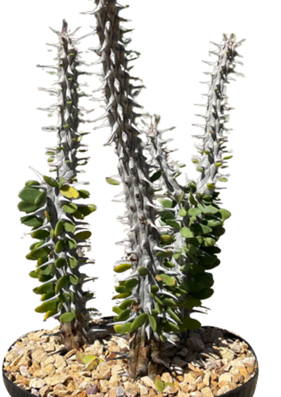 6" Alluaudia Madagascar Ocotillo 